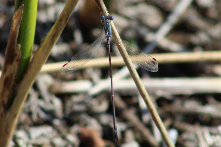 Photo of Slender Spreadwing