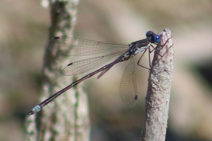 Photo of Spotted Spreadwing