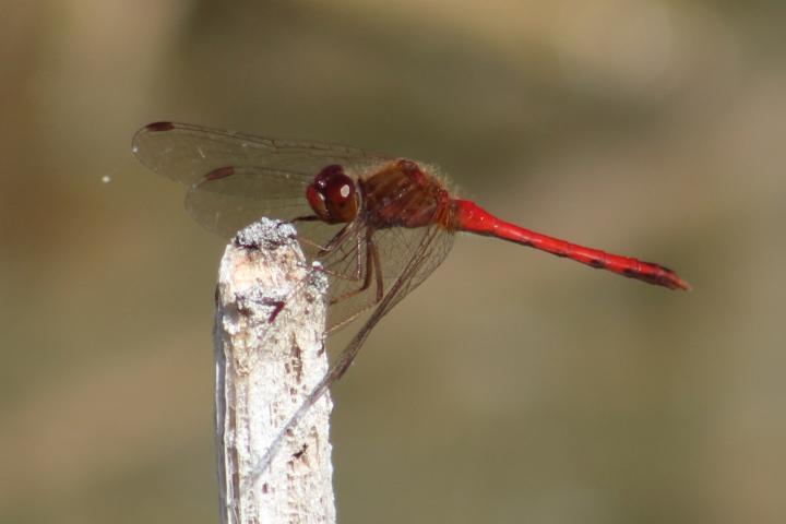 Photo of Autumn Meadowhawk