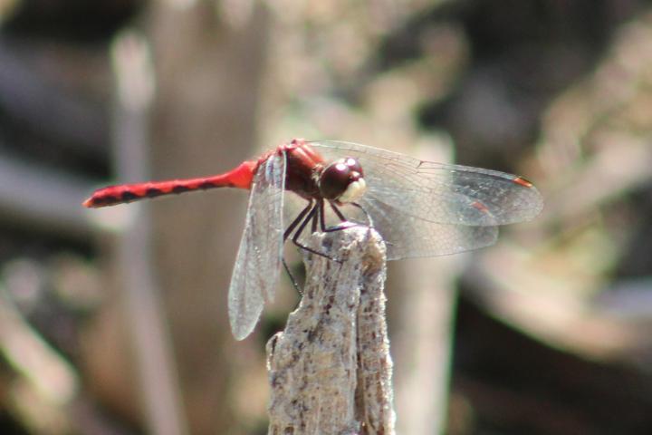 Photo of White-faced Meadowhawk