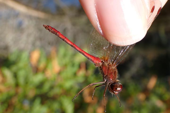 Photo of Autumn Meadowhawk