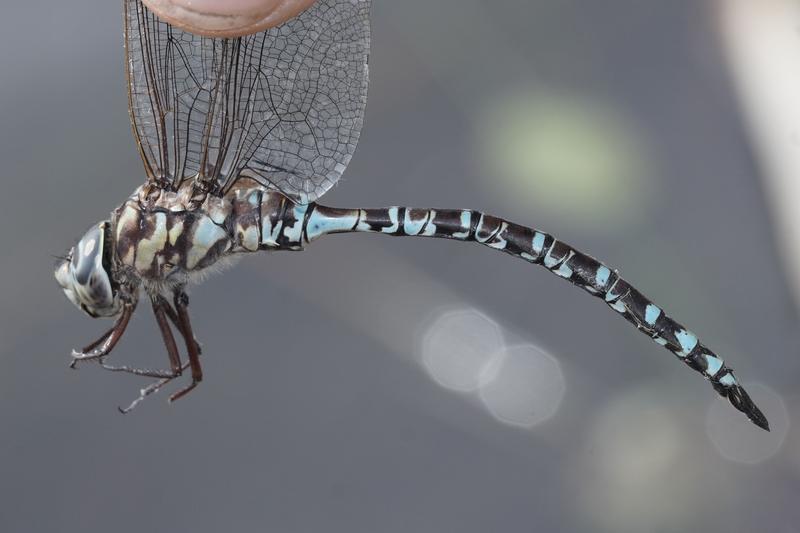 Photo of Mottled Darner