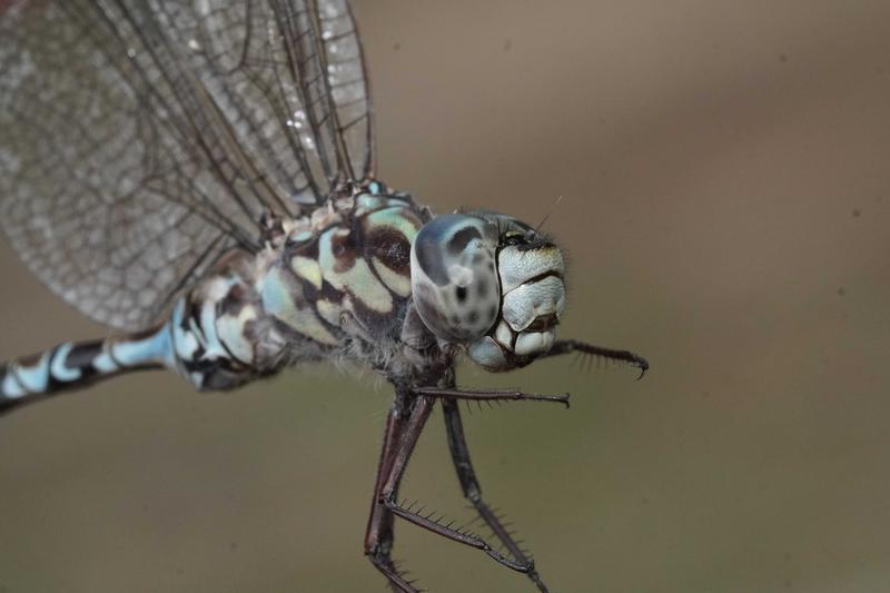 Photo of Mottled Darner