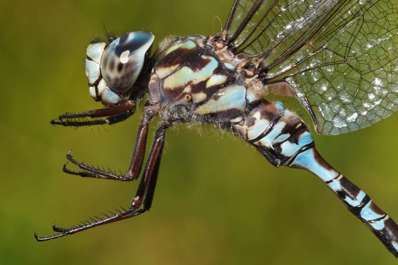 Photo of Mottled Darner