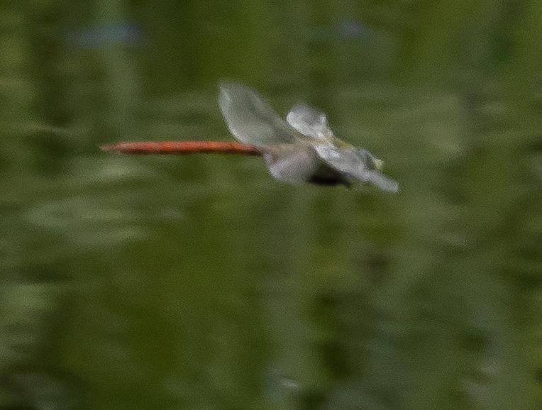 Photo of Comet Darner