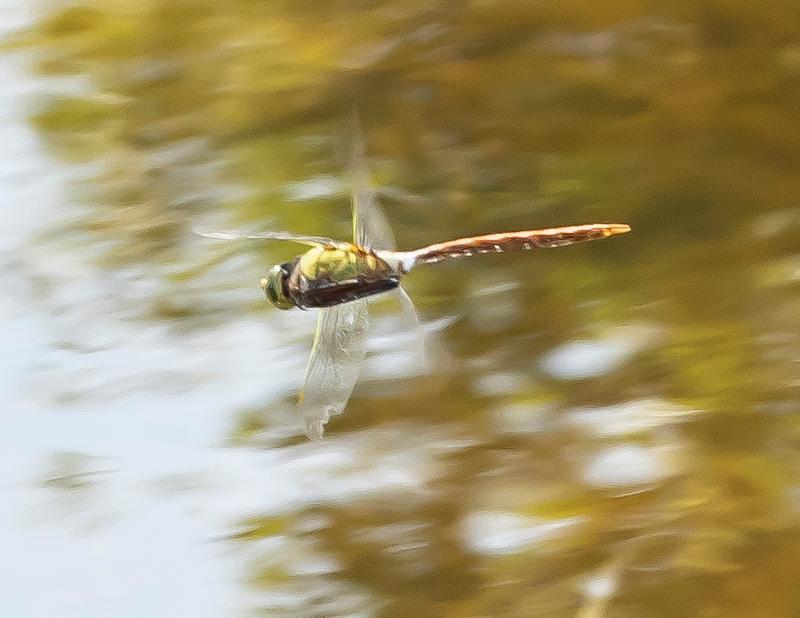 Photo of Comet Darner