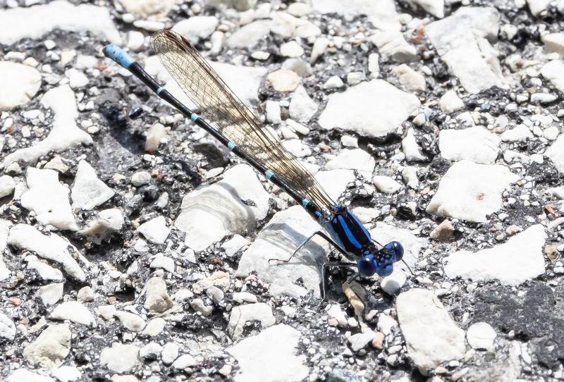 Photo of Blue-ringed Dancer