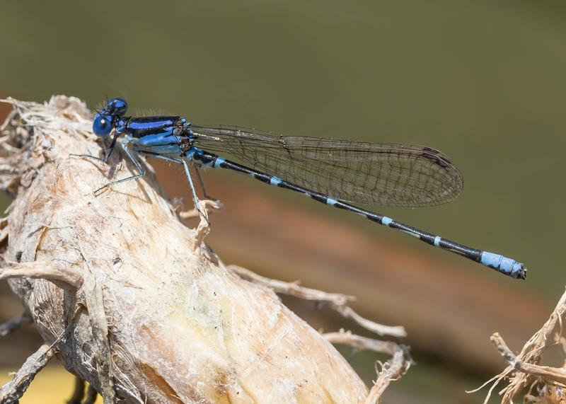 Photo of Blue-ringed Dancer