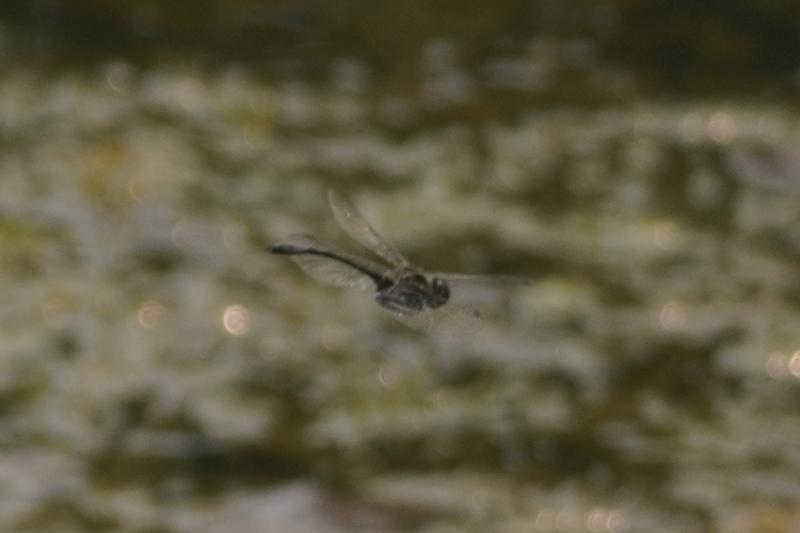 Photo of Racket-tailed Emerald