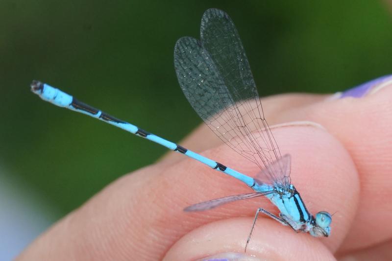 Photo of Marsh Bluet