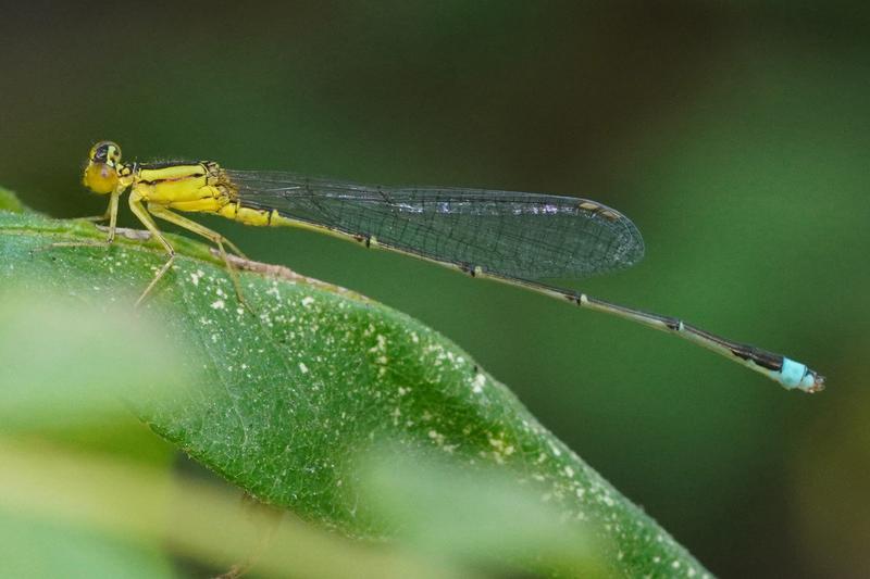 Photo of Vesper Bluet