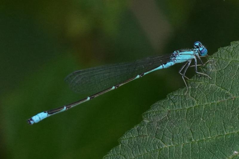 Photo of Slender Bluet