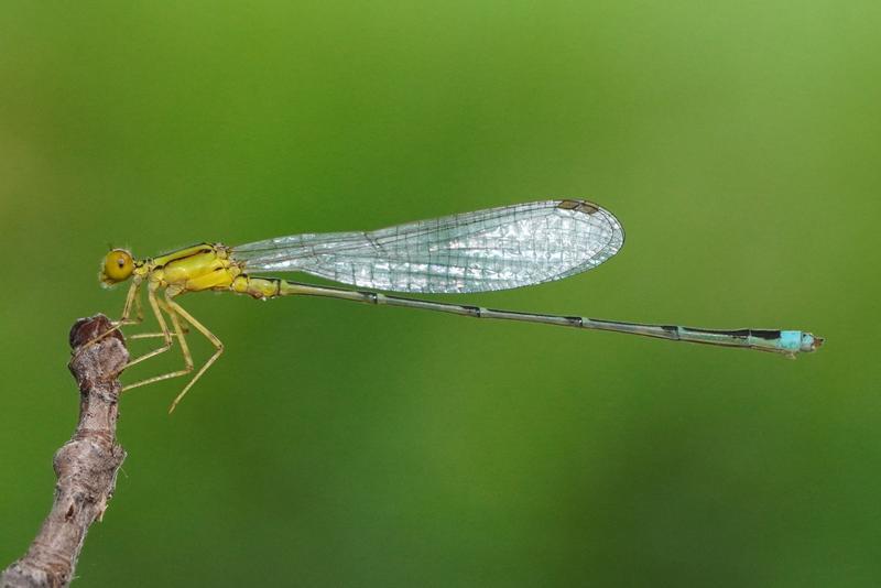 Photo of Vesper Bluet