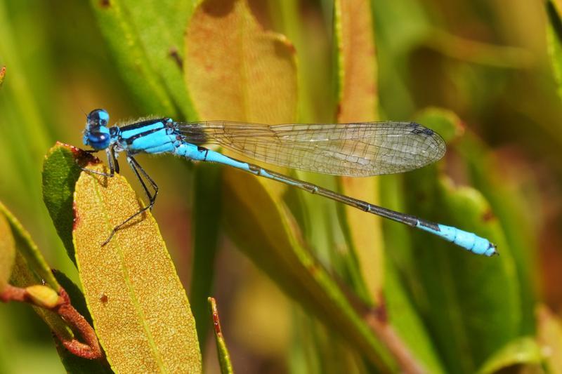 Photo of Azure Bluet