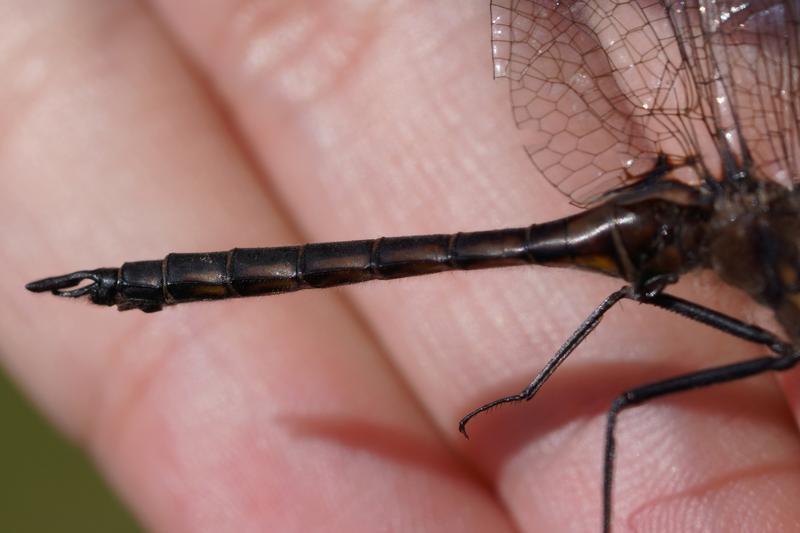 Photo of Common Baskettail