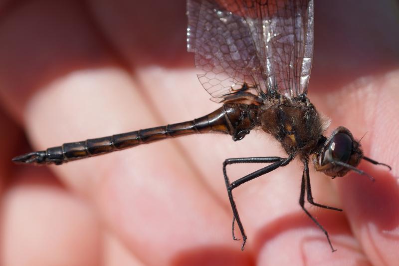 Photo of Common Baskettail