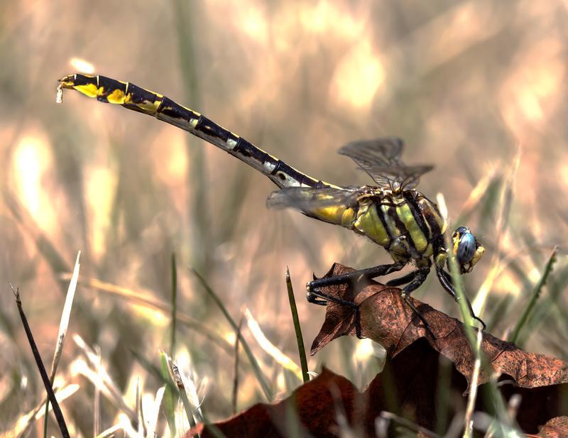 Photo of Plains Clubtail