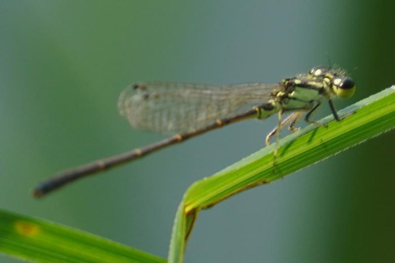 Photo of Fragile Forktail