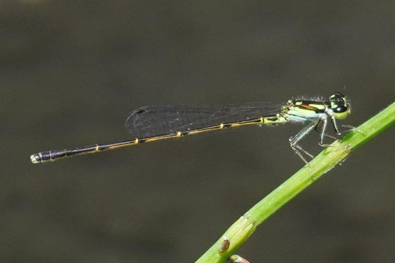 Photo of Fragile Forktail