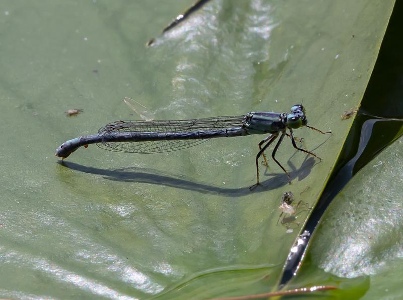 Photo of Lilypad Forktail