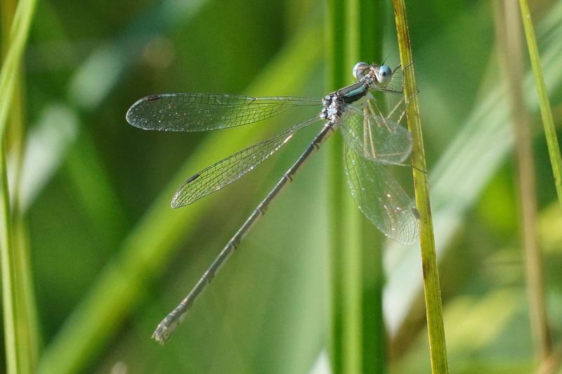 Photo of Slender Spreadwing