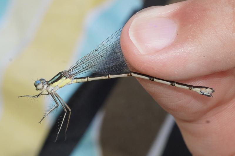 Photo of Slender Spreadwing