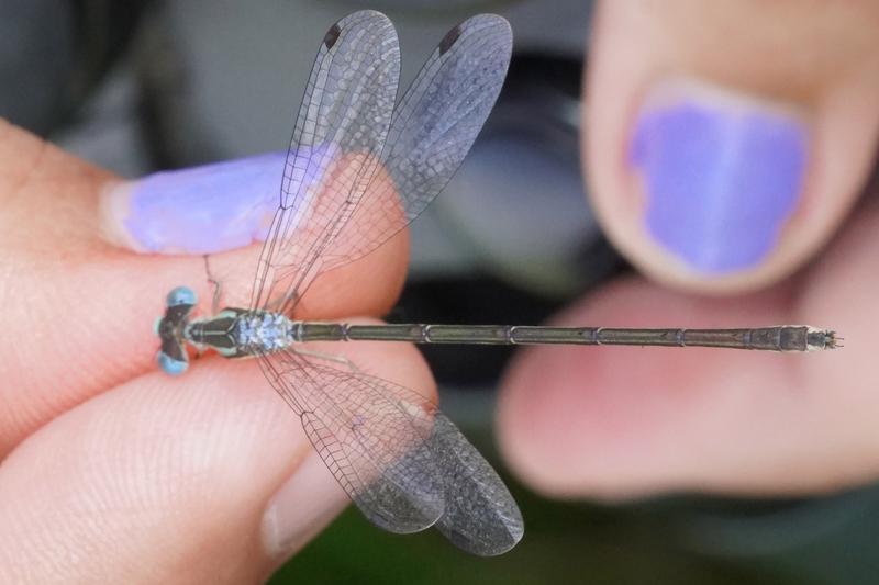 Photo of Slender Spreadwing