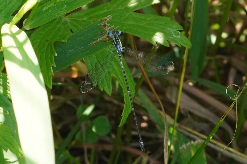 Photo of Slender Spreadwing