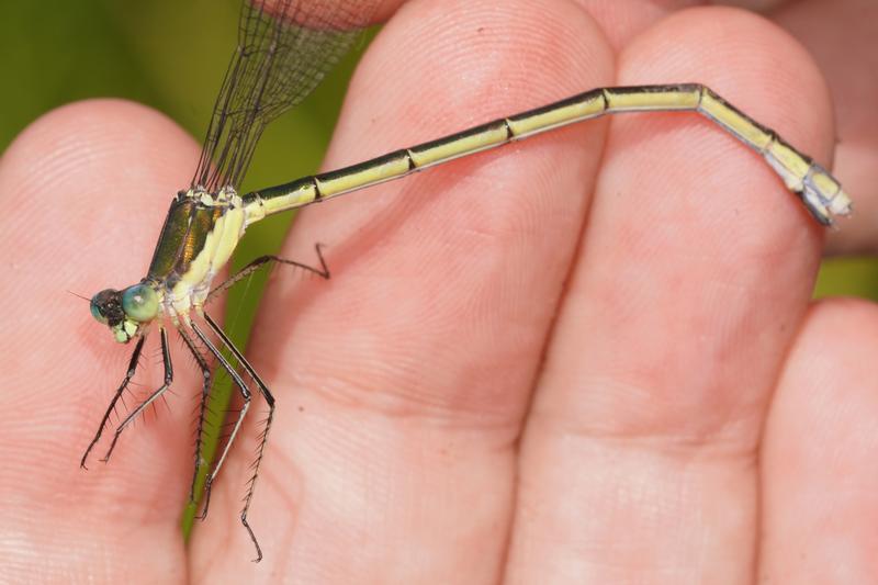 Photo of Elegant Spreadwing