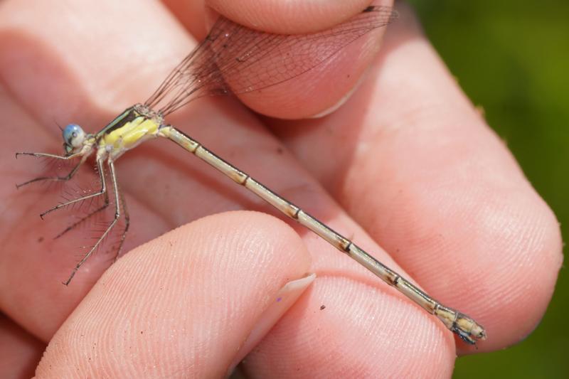 Photo of Slender Spreadwing