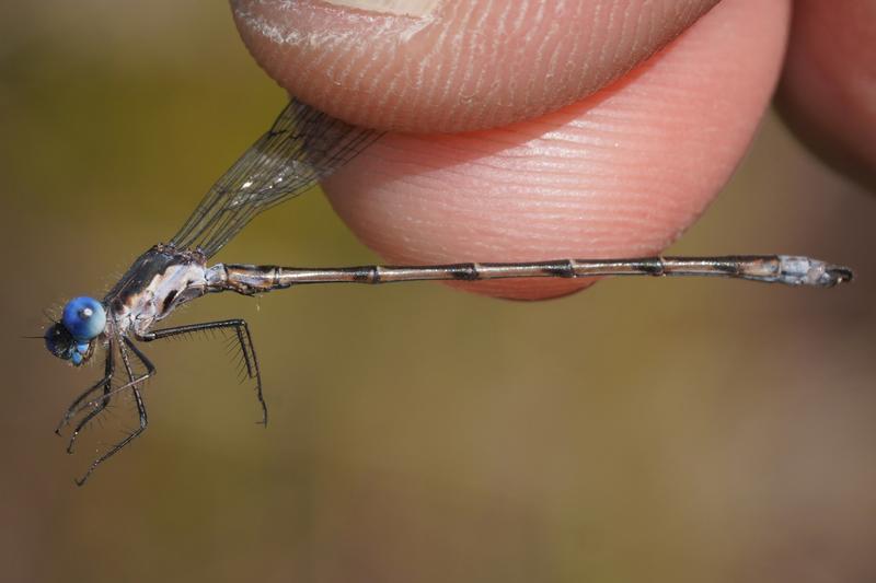 Photo of Spotted Spreadwing