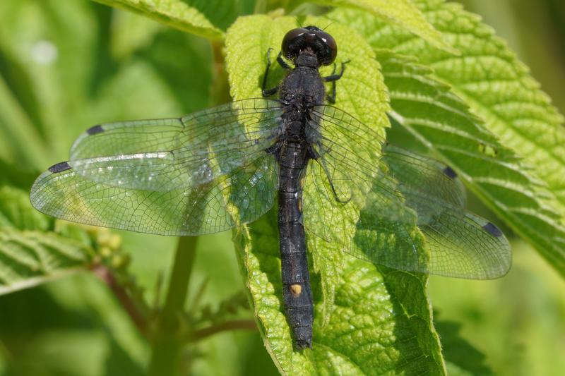 Photo of Dot-tailed Whiteface