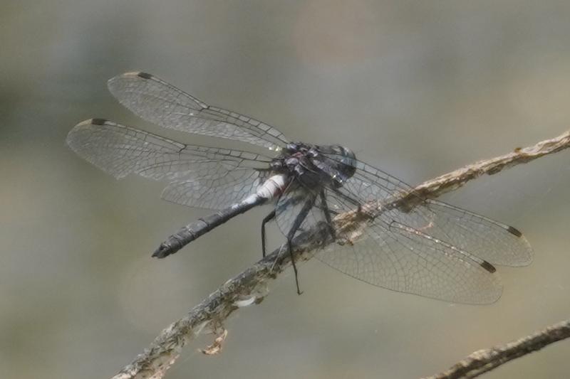 Photo of Belted Whiteface