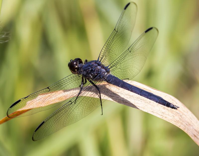 Photo of Slaty Skimmer