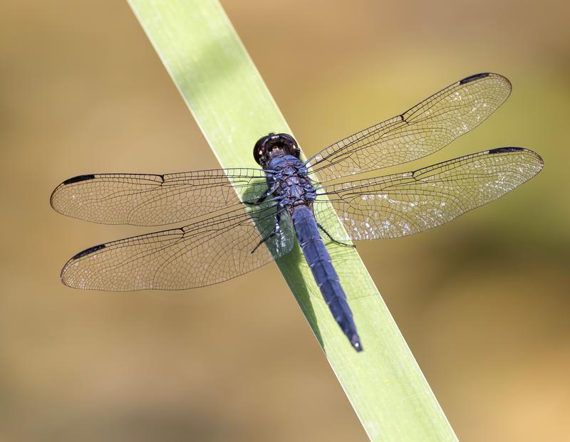 Photo of Slaty Skimmer