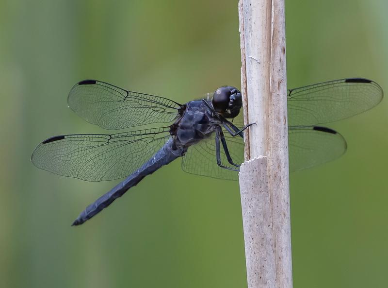 Photo of Slaty Skimmer