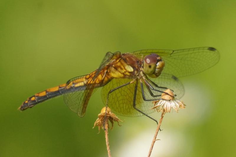 Photo of Band-winged Meadowhawk