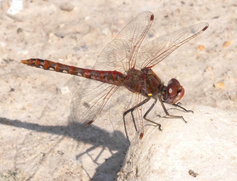 Photo of Variegated Meadowhawk