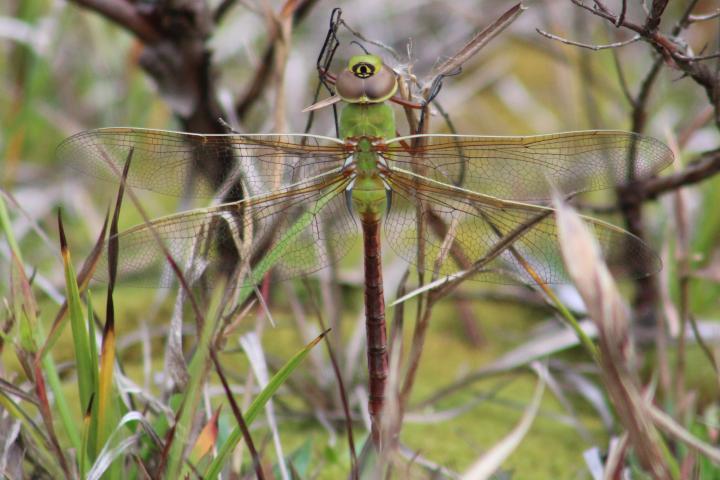 Photo of Common Green Darner