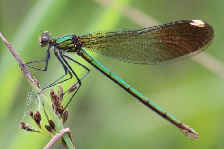 Photo of River Jewelwing