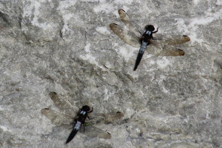 Photo of Chalk-fronted Corporal