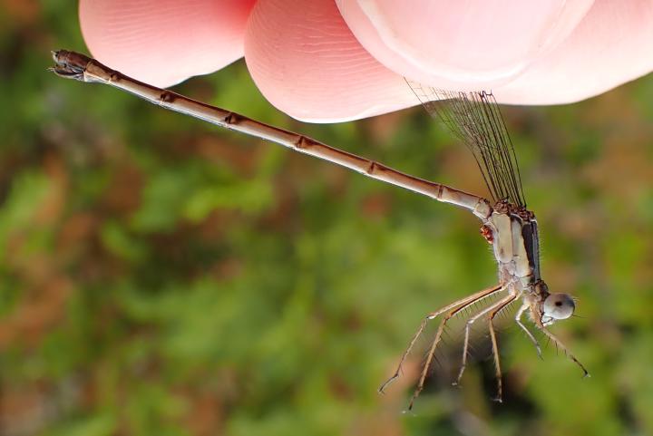 Photo of Slender Spreadwing