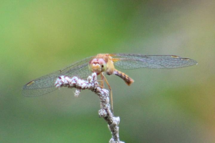 Photo of Autumn Meadowhawk