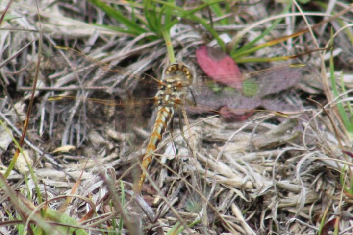 Photo of Variegated Meadowhawk