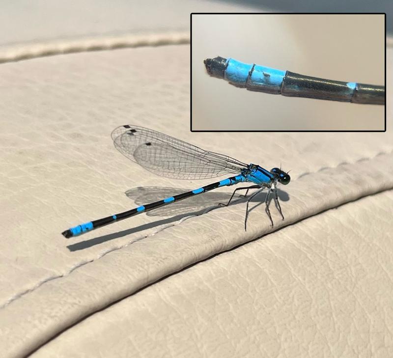 Photo of Tule Bluet