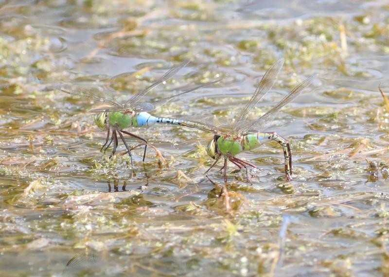 Photo of Common Green Darner