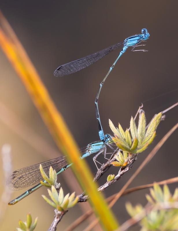 Photo of Slender Bluet