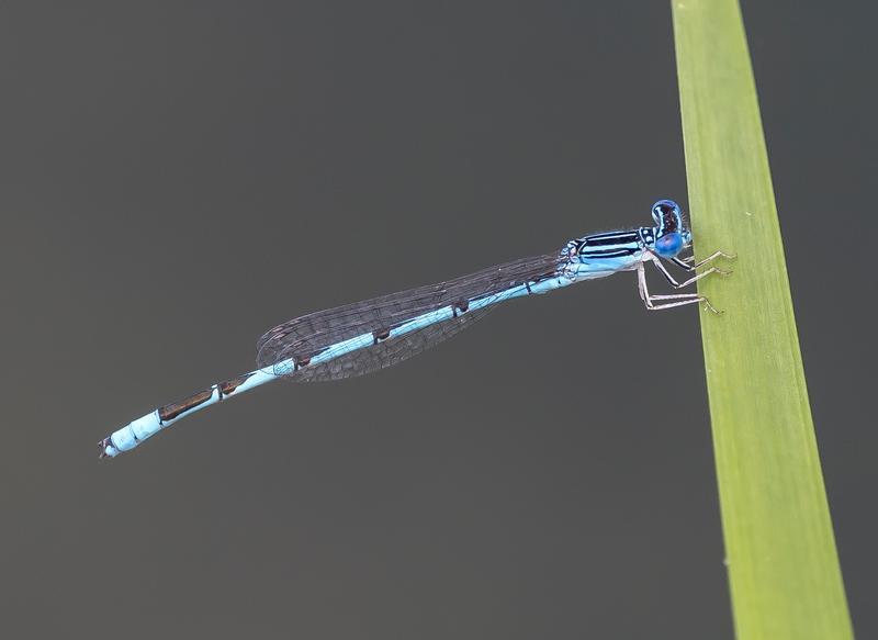 Photo of Double-striped Bluet