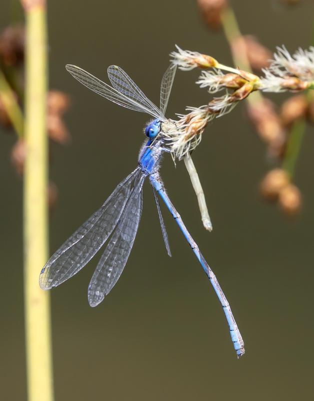 Photo of Slender Bluet