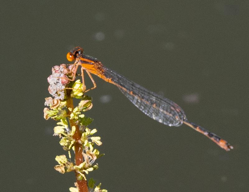 Photo of Orange Bluet